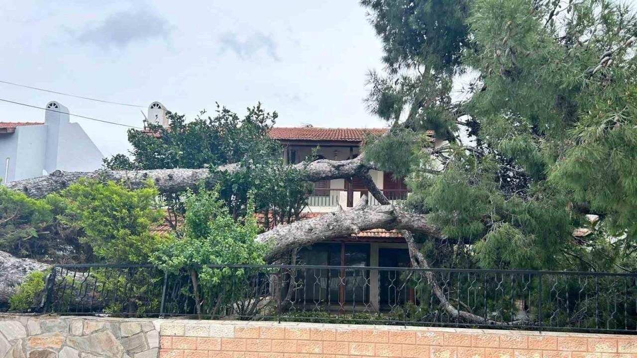 İzmir Çeşme’de dev ağaç evin bahçesine devrildi