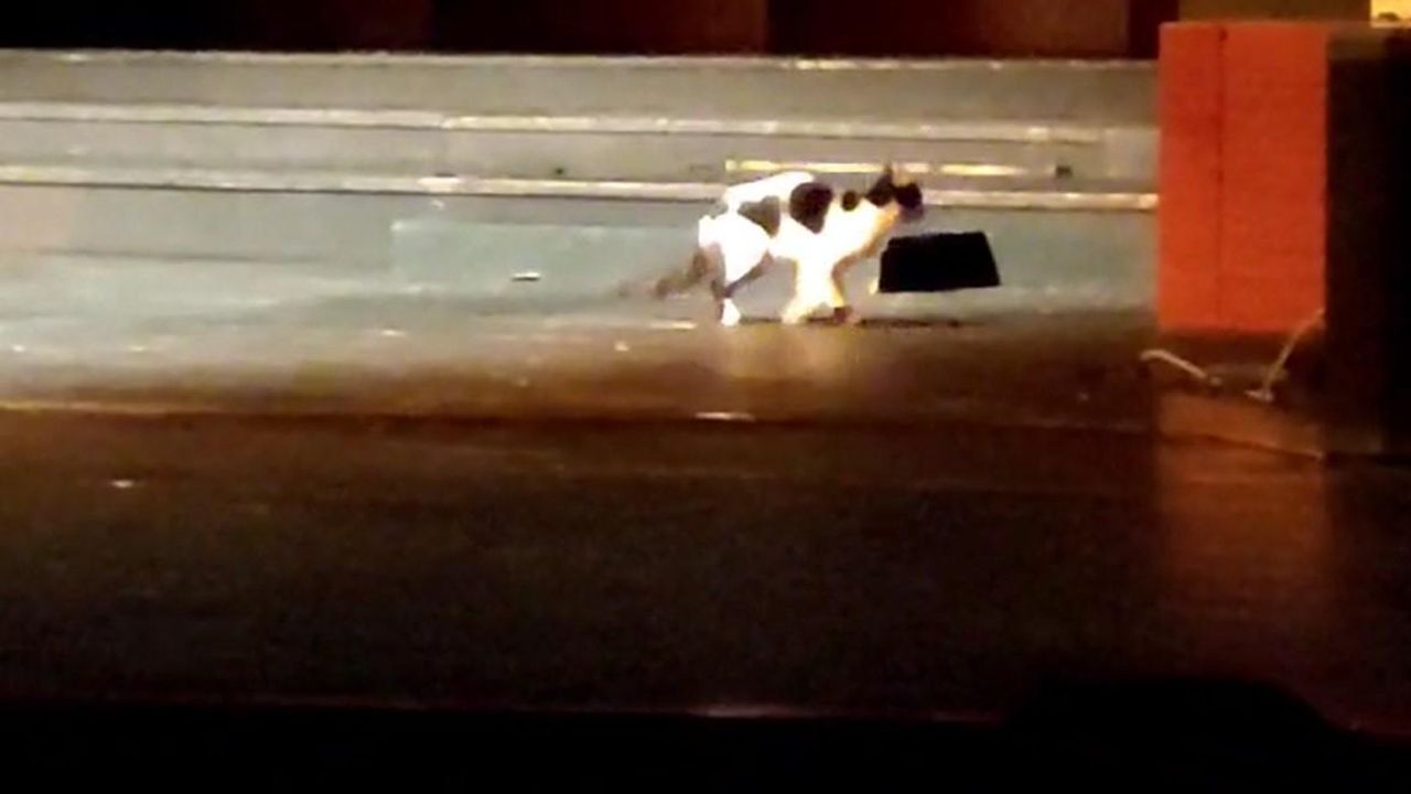 Konser esnasında sahneye çıkan kedi gülümsetti