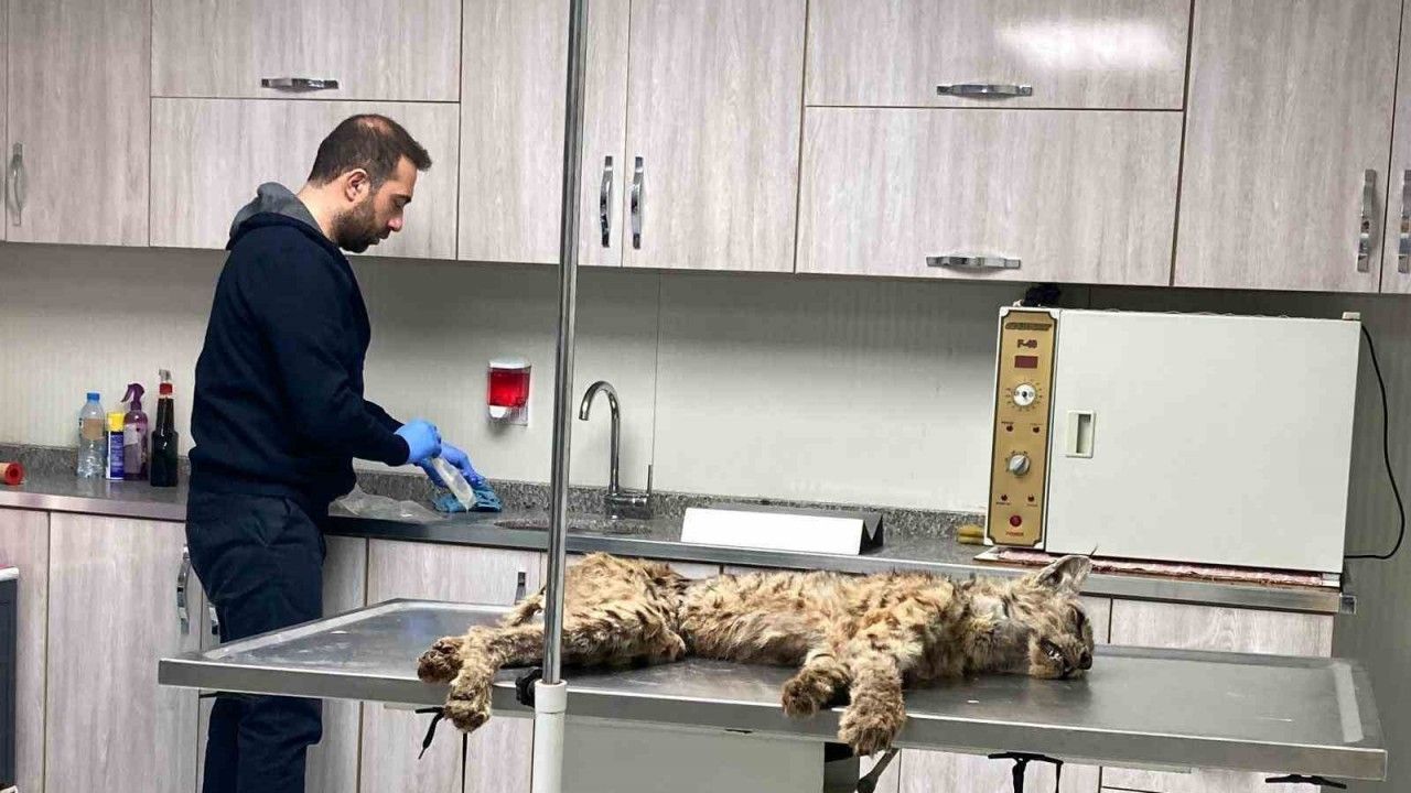 Bitlis’te bitkin hale bulunan vaşak koruma altına alındı