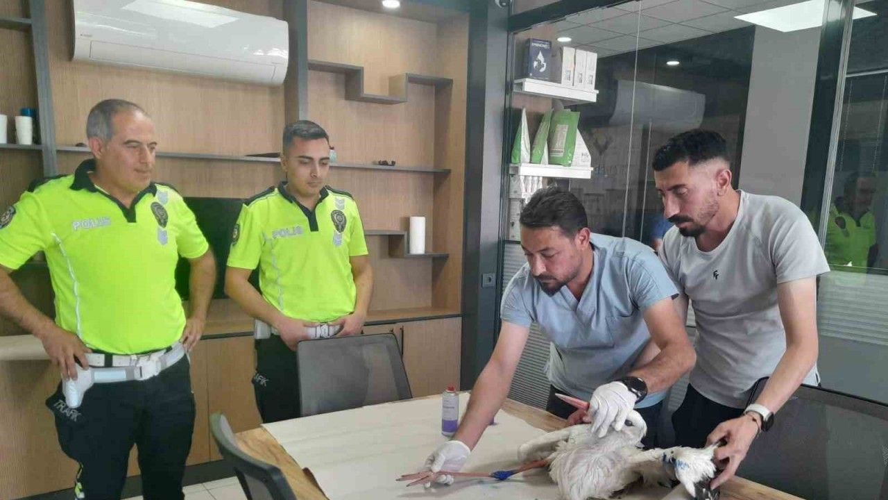 Yaralı leyleğe polisten şefkat eli