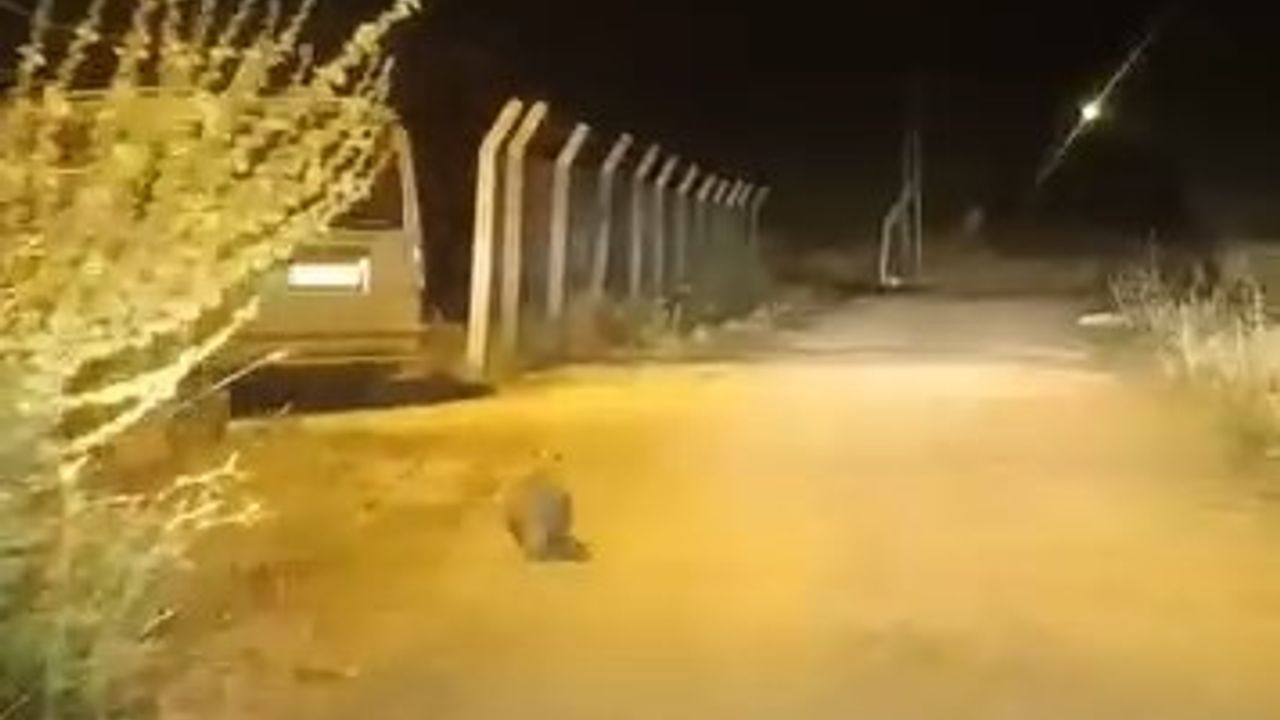 Elazığ’da kırmızı listede bulunan porsuk görüldü