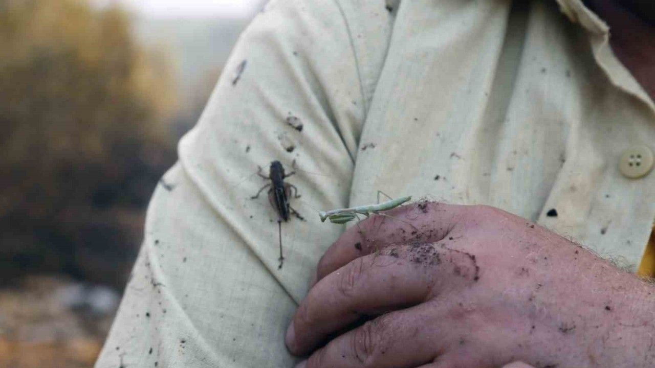 Yatağan’daki orman yangını kontrol altına alındı, soğutma çalışmaları sürüyor