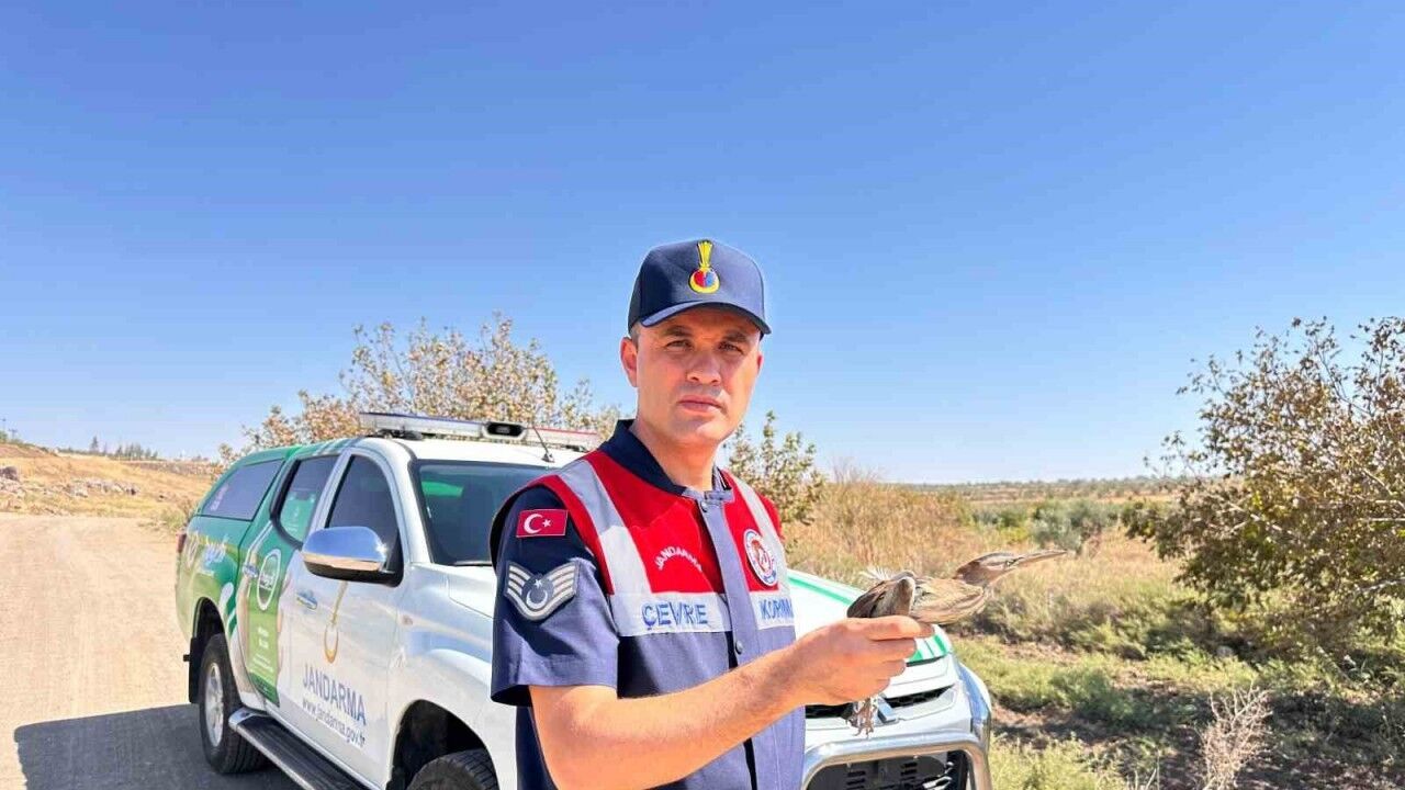 Kilis’te yaralı küçük balaban kuşu koruma altına alındı