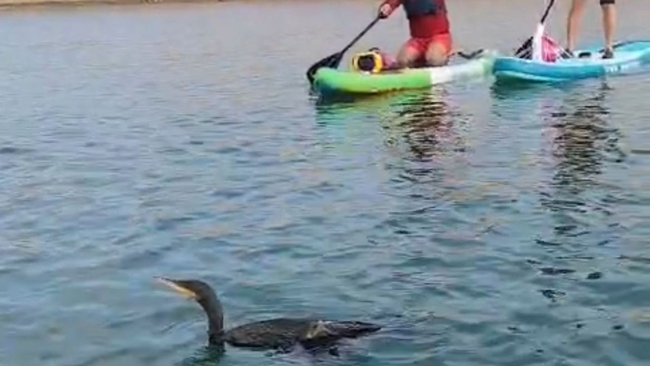 Botan Vadisi'nde yaralı bulunan karabatağı kurtarma çabası yetersiz kaldı