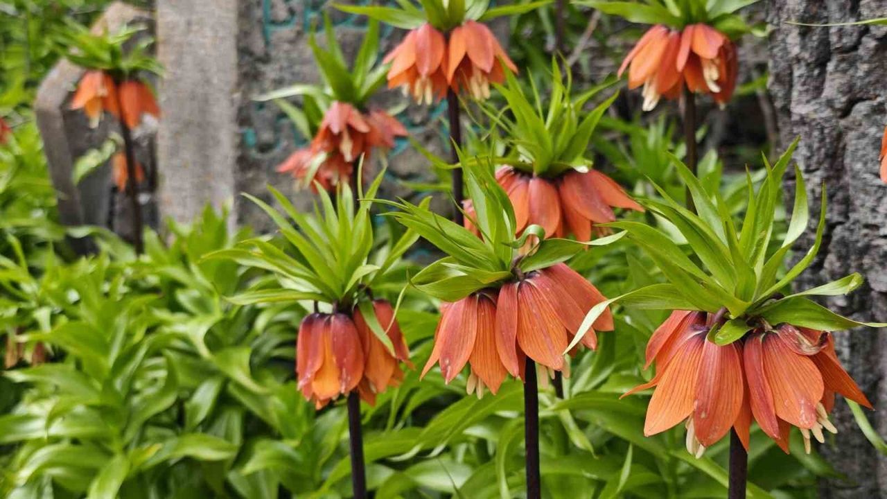 Bitlis'te açan ters laleler ziyaretçilerin ilgi odağı oldu