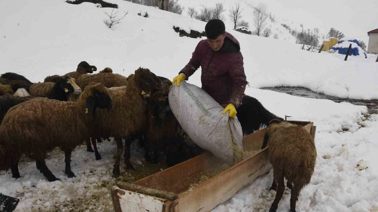 Bitlis'te kış mevsiminin uzaması küçükbaş hayvancılığı vurdu