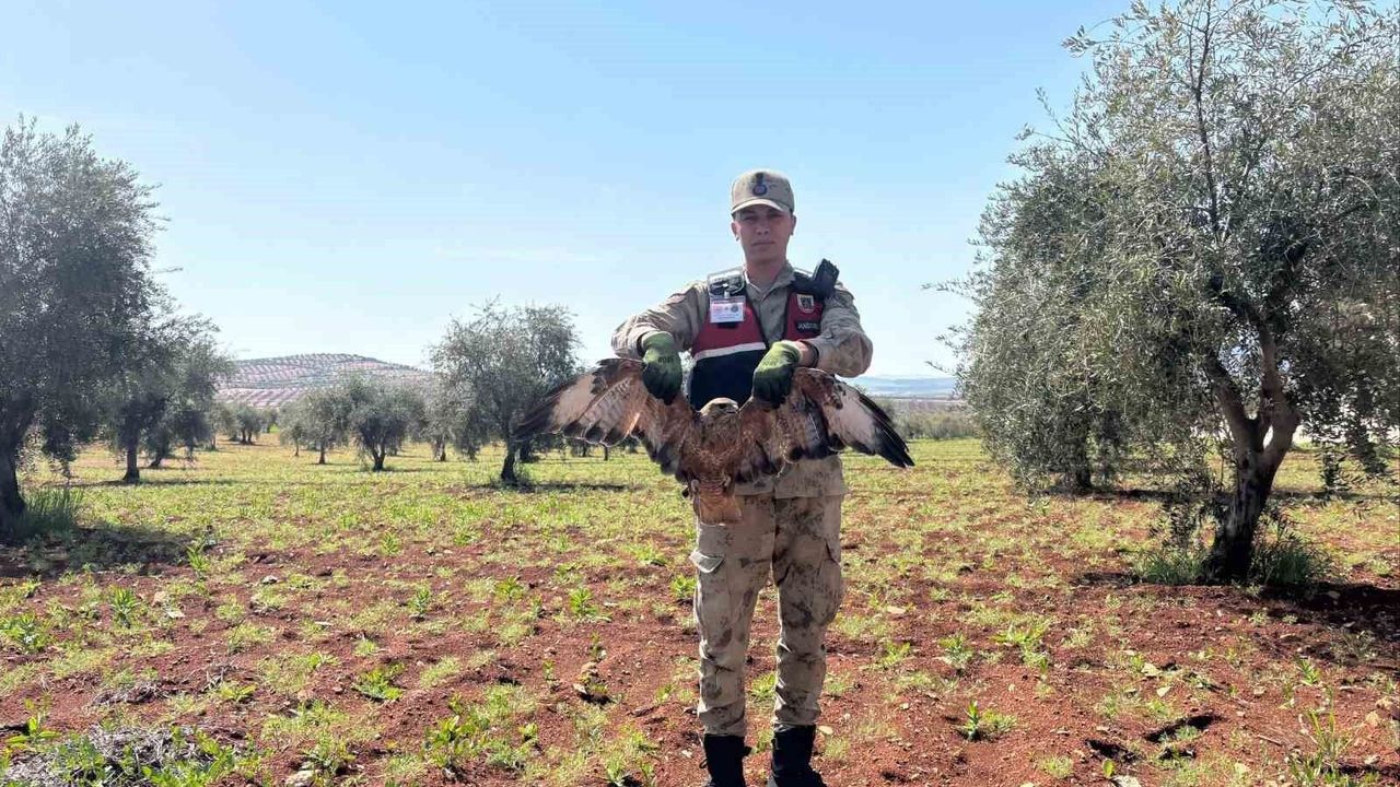 Kilis'te yaralı kızıl şahin bulundu
