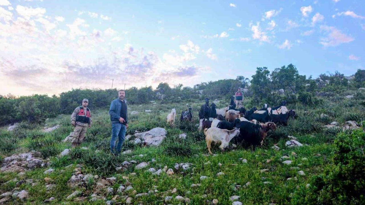 Kilis'te kaybolan 90 küçükbaş hayvan bulundu