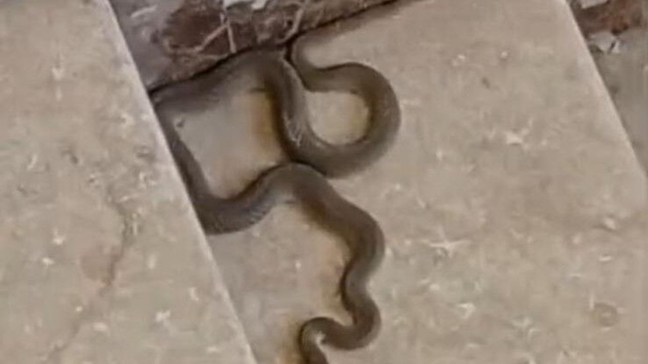 Apartmana giren yılan paniğe neden oldu