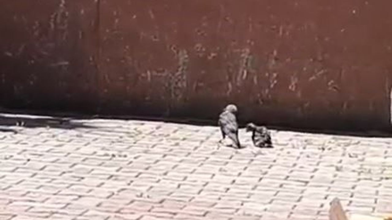 Arnavutköy'de okulun havalandırma boşluğuna düşen karga yavr