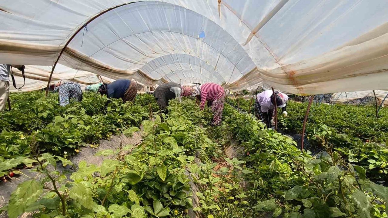 Aydın'da kavurucu sıcakta çilek mesaisi