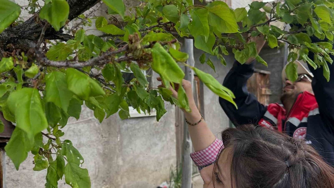 Aydıntepe'deki meyve bahçelerinde hastalık ve zararlı kontro