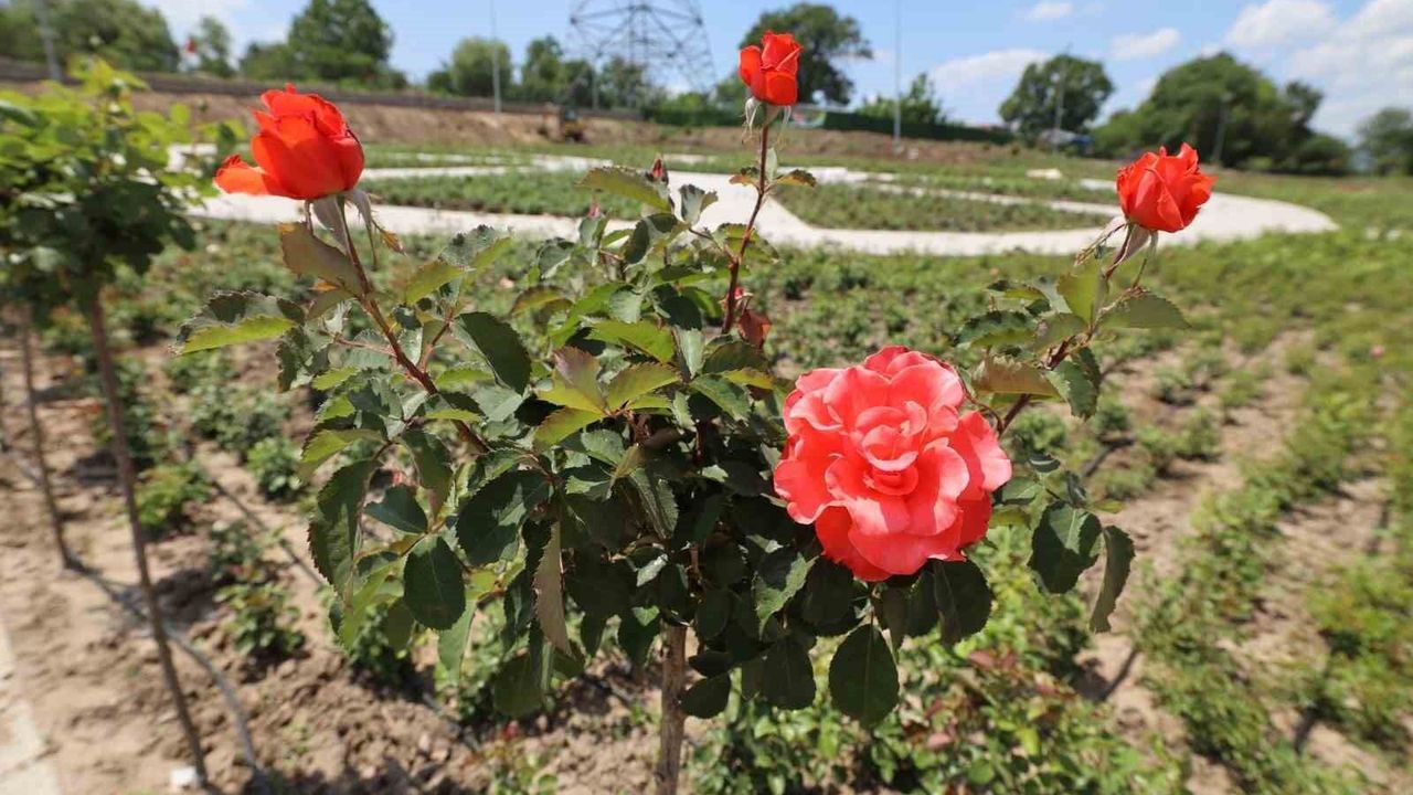 Başiskele'nin yeni yaşam alanı Gül Bahçesi'nde ilk fidanlar 