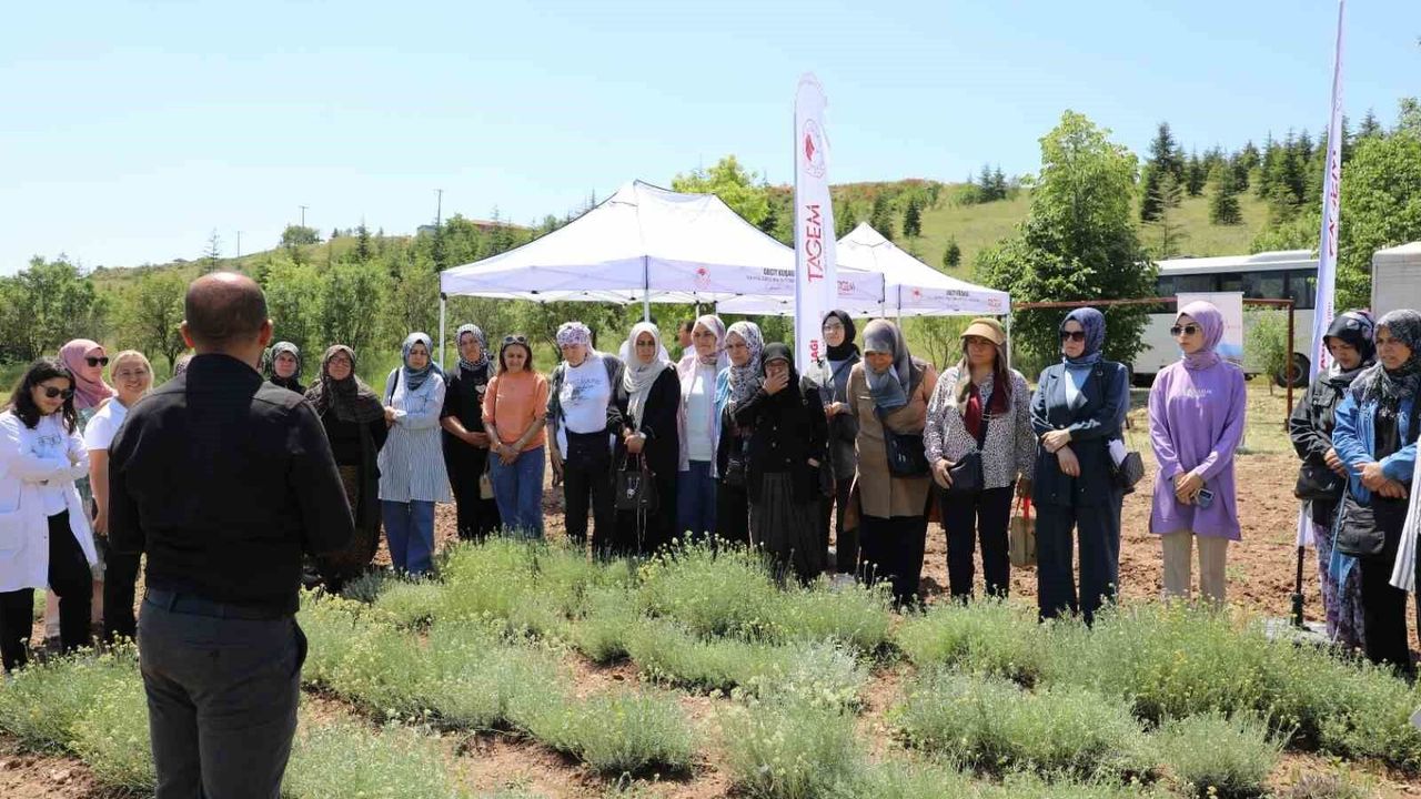 Bozkırların altın çiçeğinde hasat sevinci