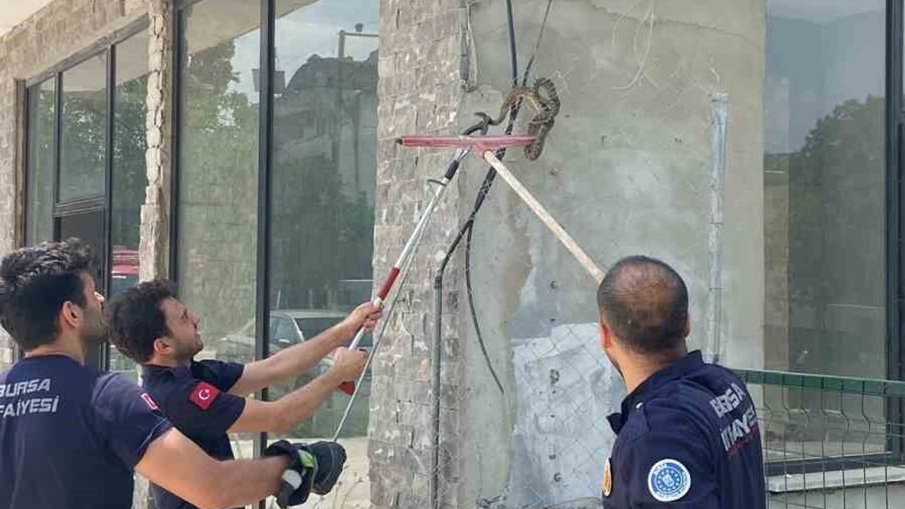 Bursa'da iş yerine giren yılan paniğe neden oldu