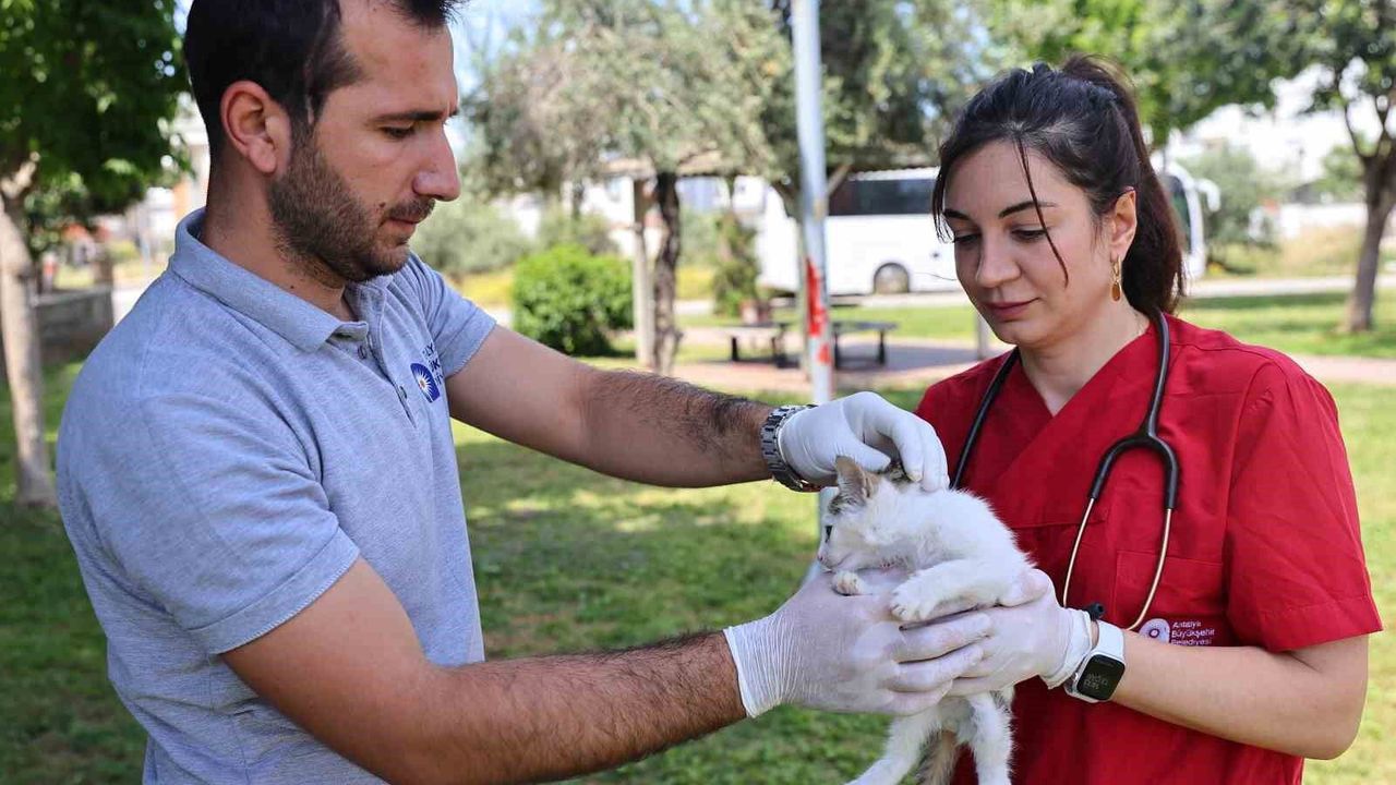 Büyükşehir'in hayvan ambulansı can dostların imdadına yetişi