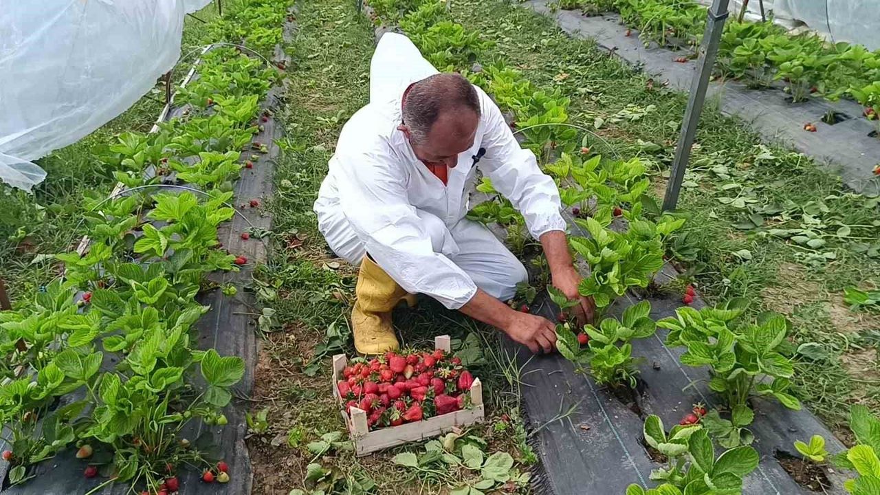 Devlet destekli 12 bin adet hibe çilek fidesiyle başladığı ü