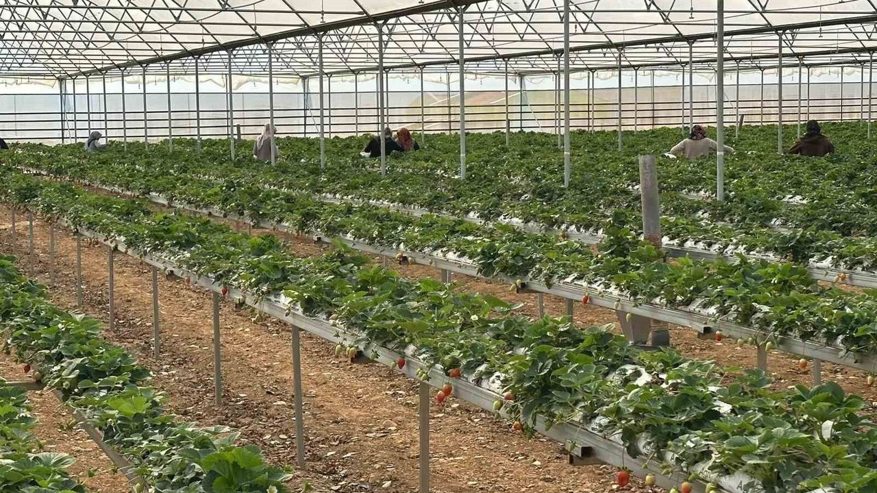 DOĞAKA'nın desteklediği projede çilekler hasat edi
