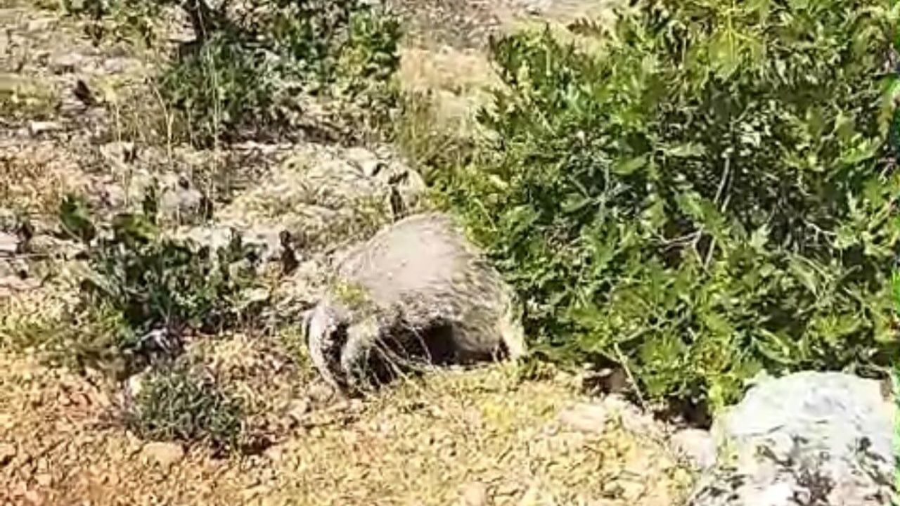 Dünyanın en korkusuz hayvanı bal porsuğunu tek darbeyle bayı