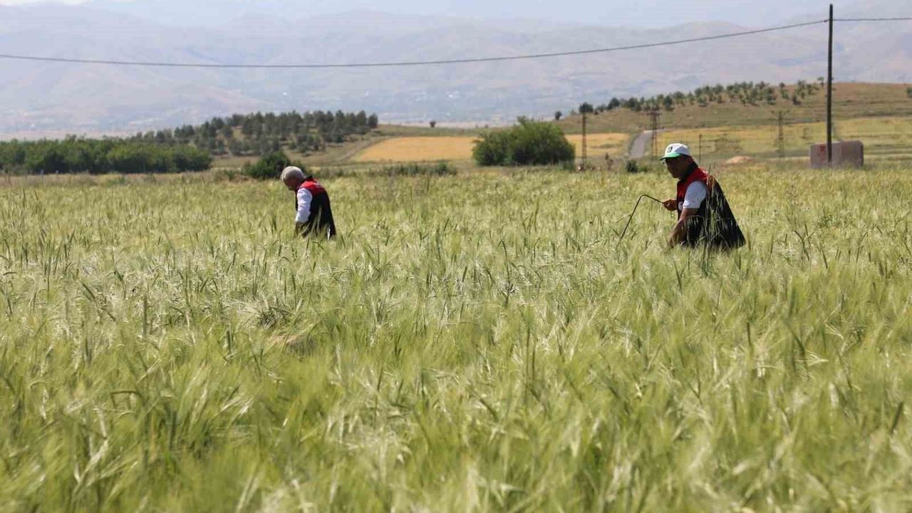 Elazığ'da süne sürveyi ve CBS çalışmaları sahada değerlendir