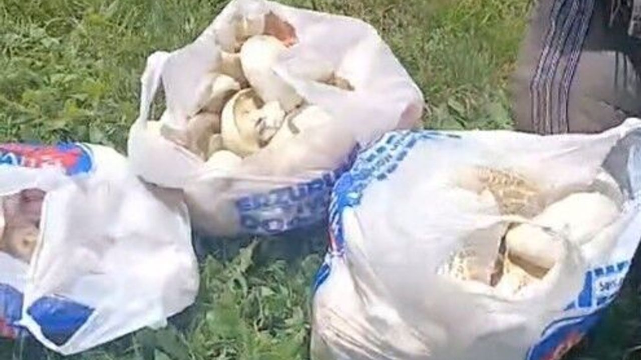 Erzurum'da sağanak yağışların ardından mantar bereketi: 45 d