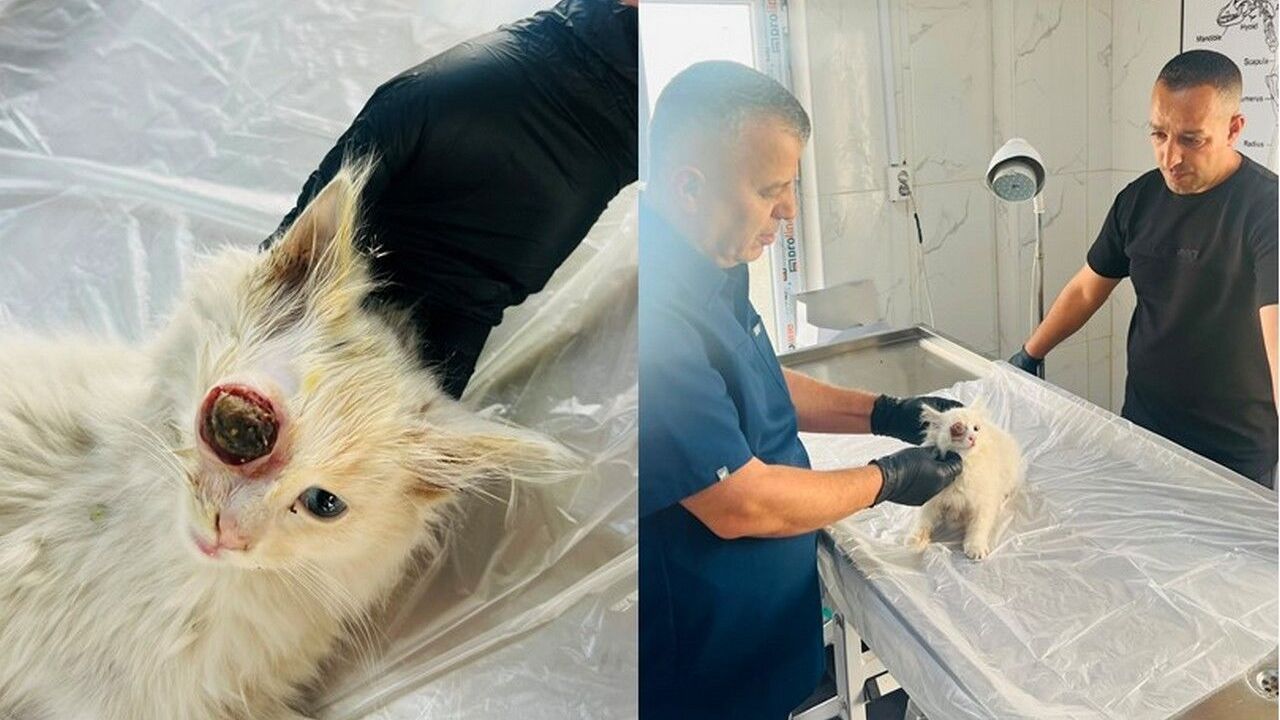 Gözü dışarı çıkan kedi başarılı ameliyatla sağlığına kavuştu