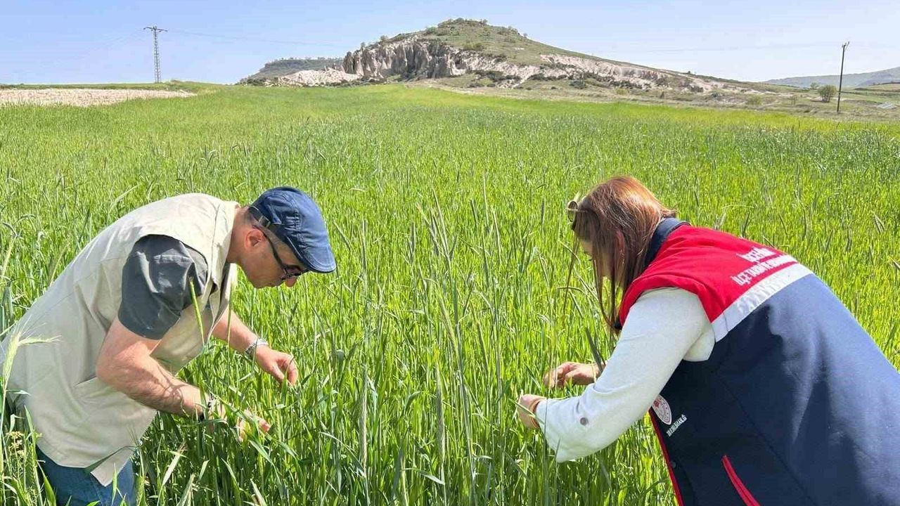 Hububat alanlarında denetimler sürüyor