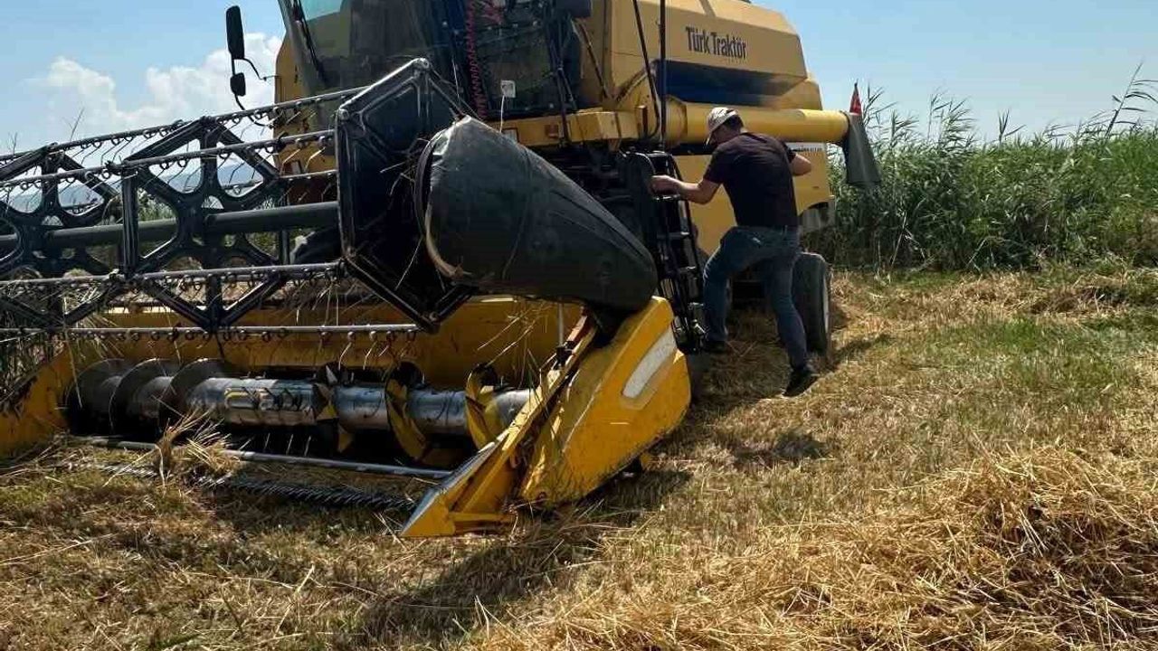 Köşk'te hububat hasadında dane kaybına karşı sıkı denetim