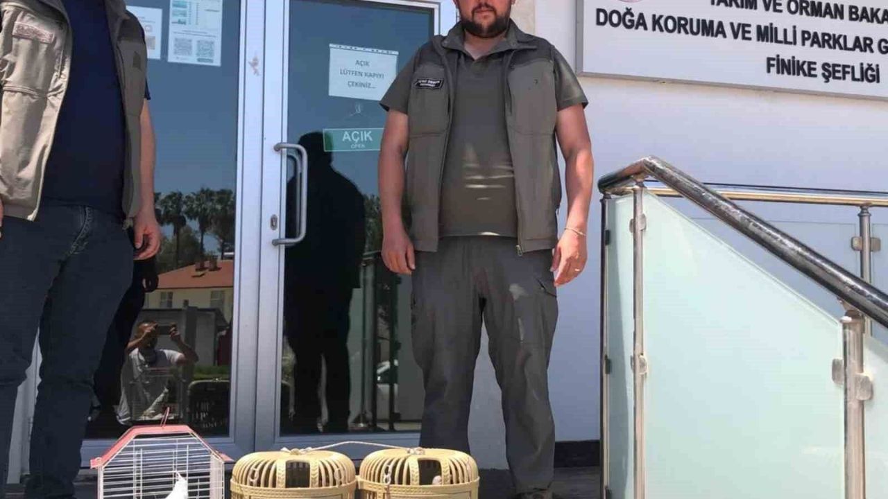Kuş denetiminde kafeslerdeki keklik ve papağanlara el konuld