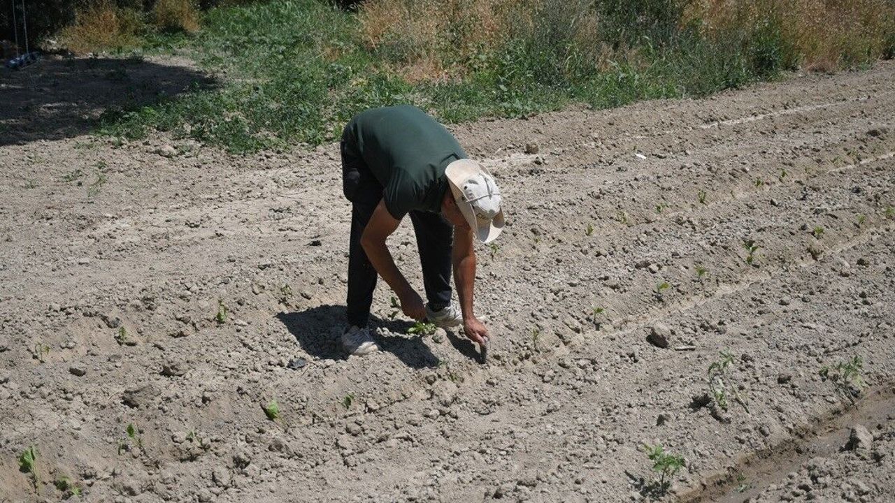Kuşadası'nda Adabahçe yaz hasadına gün sayıyor