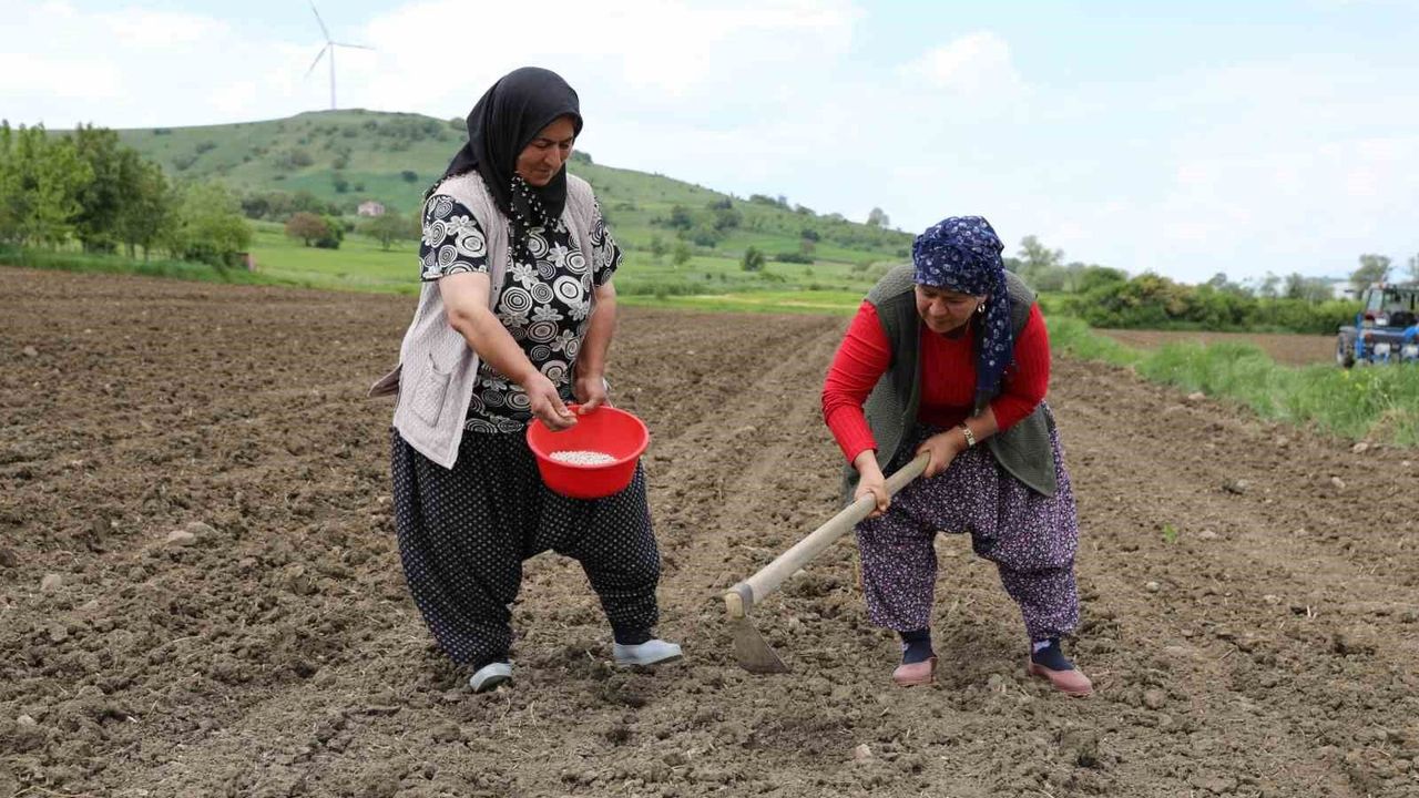 Ladik fasulyesi yeniden toprakla buluştu