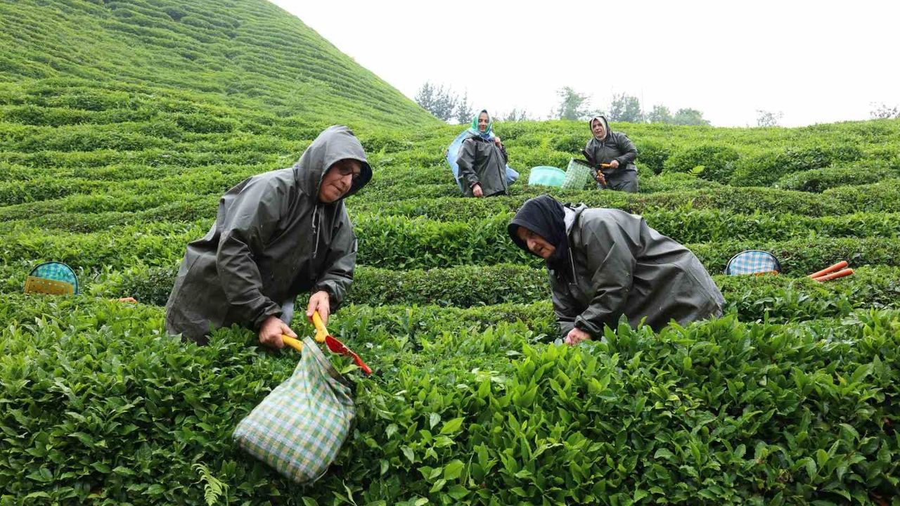 Rize'de çay tarımı yeniden şekilleniyor: Migros'tan strateji