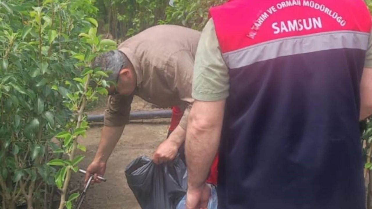 Samsun'da fidancılık işletmeleri mercek altında