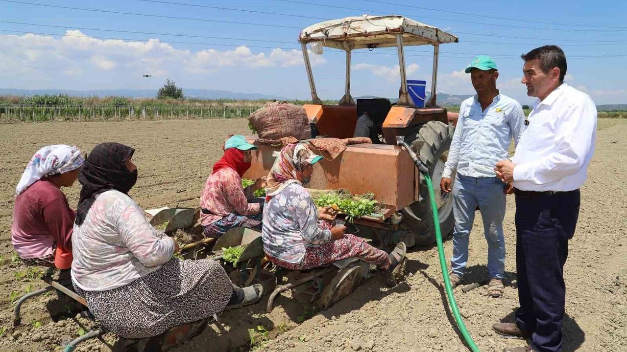 Saruhanlı'da tütün mesaisi başladı