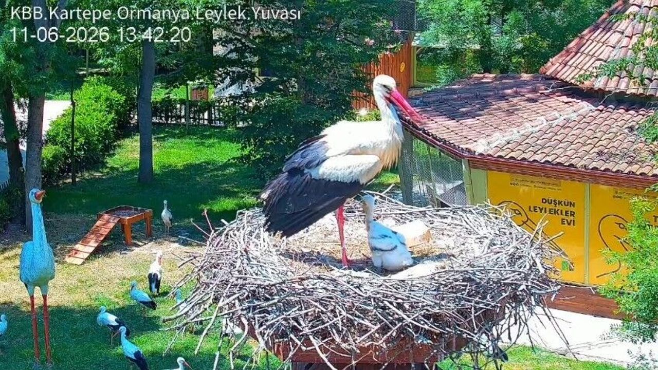 Şifa buldukları merkezde yuva kuran leyleklerin yavrusu 18 g