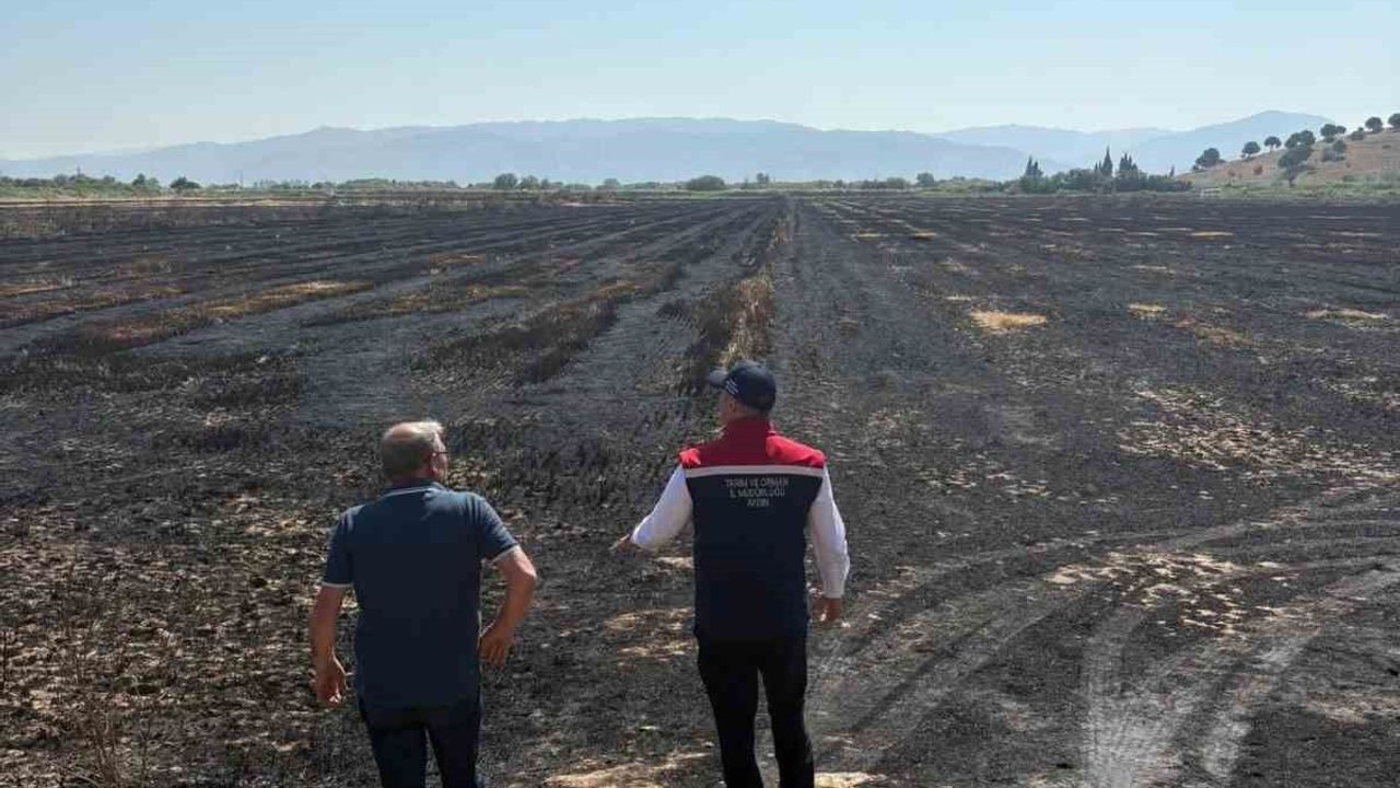 Söke'de yangından zarar gören tarım arazileri incelendi