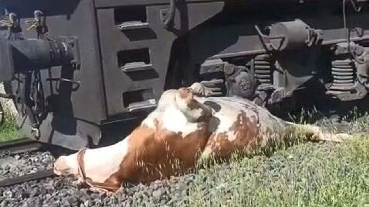 Tren çarpması sonucu raylara sıkışan ineğin telef olmaması i