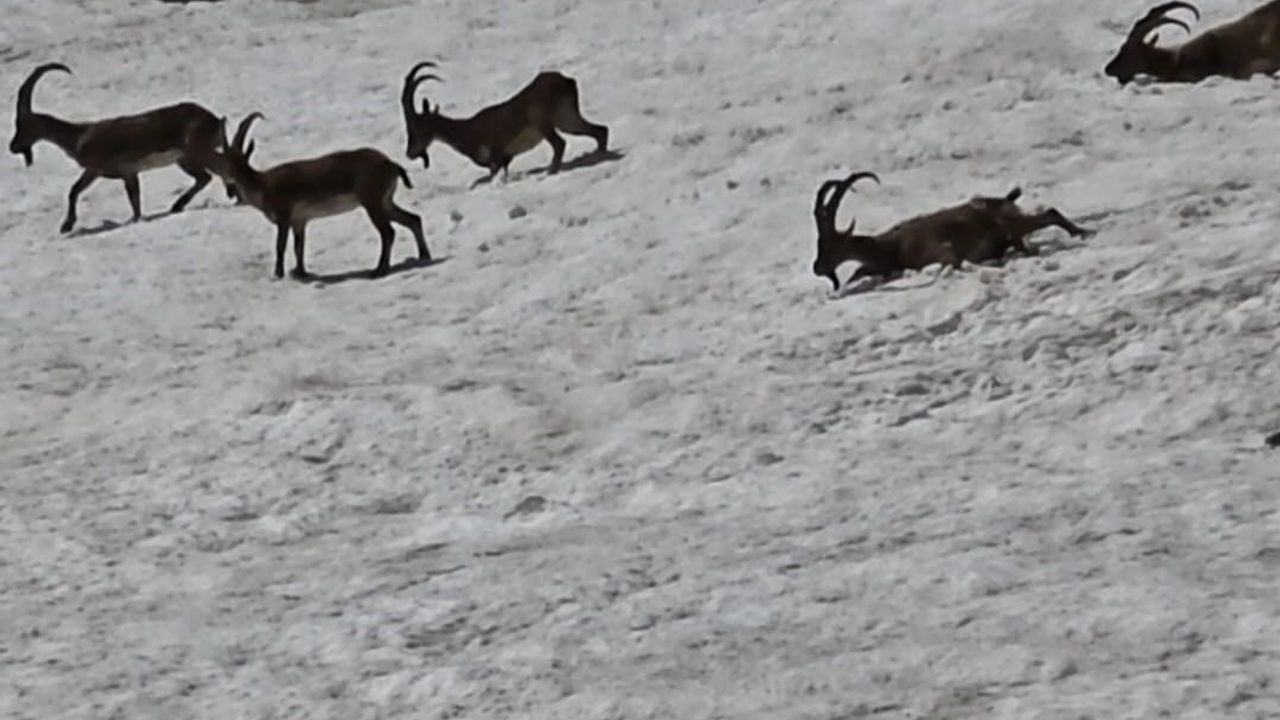 Tunceli'de dağ keçileri ve ayılar aynı bölgede görüntülendi