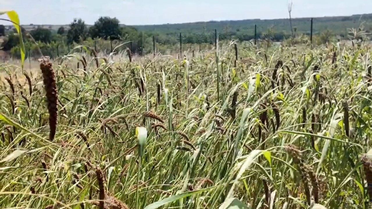 Edirne'de alternatif tarım atağı: Muhabbet kuşu yemi üretimi umut verdi