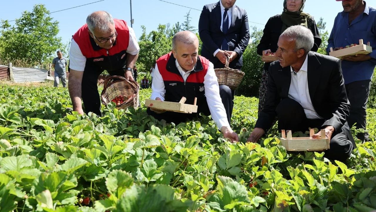 Vali Hatipoğlu, çilek hasadı yaptı