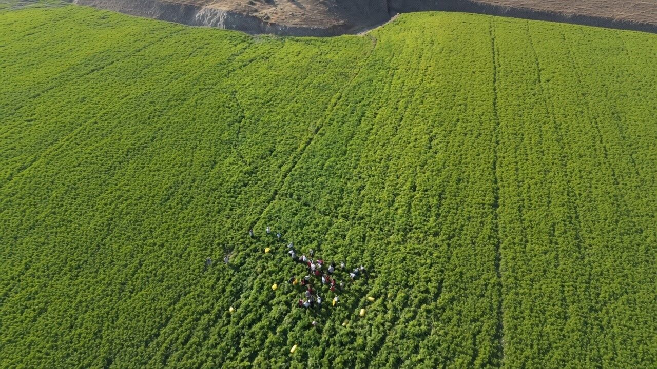 Kilis'te biber hasadı başladı: 118 bin ton üretim bekleniyor