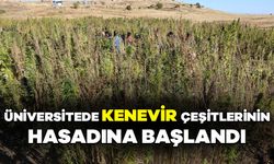 Üniversitede Kenevir Çeşitlerinin Hasadına Başlandı