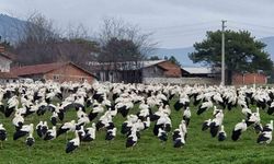 Göçmen leylekler Domaniç’te mola verdi
