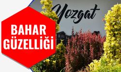 Yozgat'ta kavşak ve refüjlere bahar güzelliği