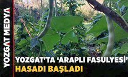Yozgat'ta ‘Araplı fasulyesi’ hasadı başladı