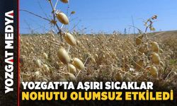 Yozgat’ta aşırı sıcaklar nohutu olumsuz etkiledi