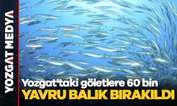 Yozgat'taki göletlere 60 bin yavru balık bırakıldı