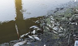 Gelingüllü Barajı'nda Çevre Katliamı Yaşanıyor