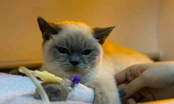 Diyarbakır Hayvan Hastanesi’nde ’soğuk algınlığı’ yoğunluğu