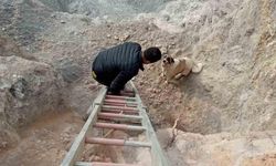 Hassa’da kuyuya düşen köpek kurtarıldı